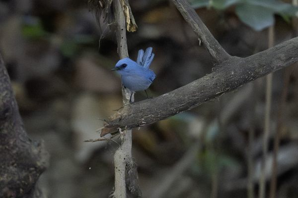 African Blue Flycatcher