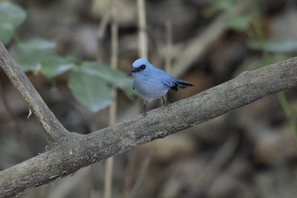 African Blue Flycatcher