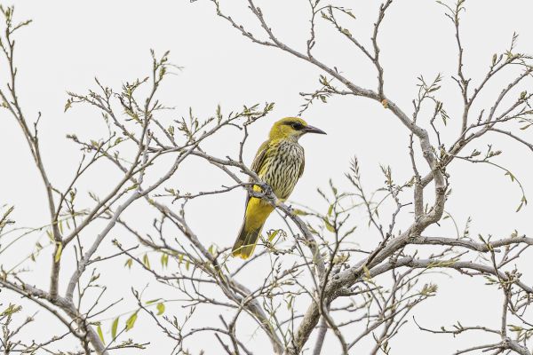 Eurasian Golden Oriole juvenile