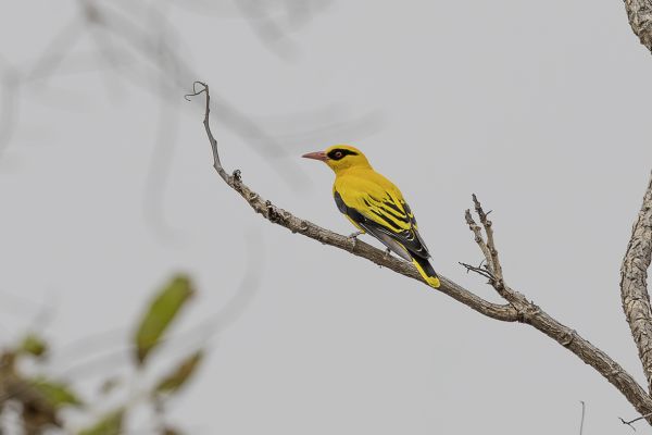 Eurasian Golden Oriole