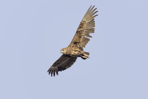 Bateleur