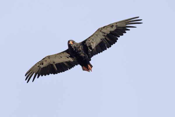 Bateleur