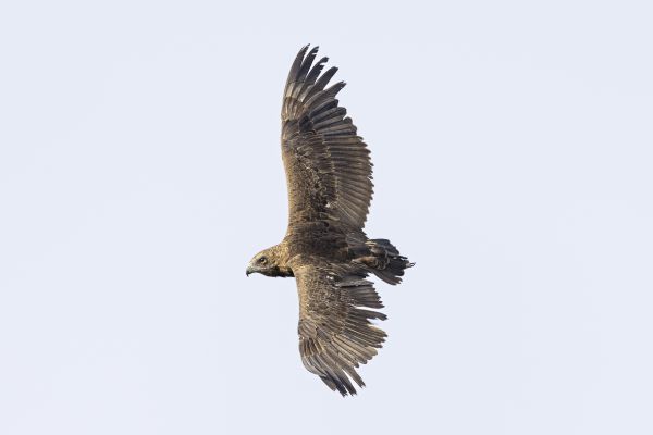 Bateleur