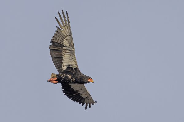 Bateleur