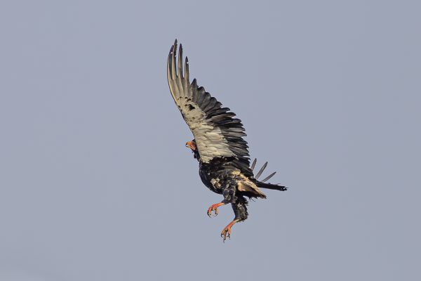 Bateleur