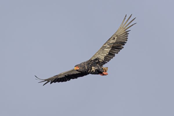 Bateleur