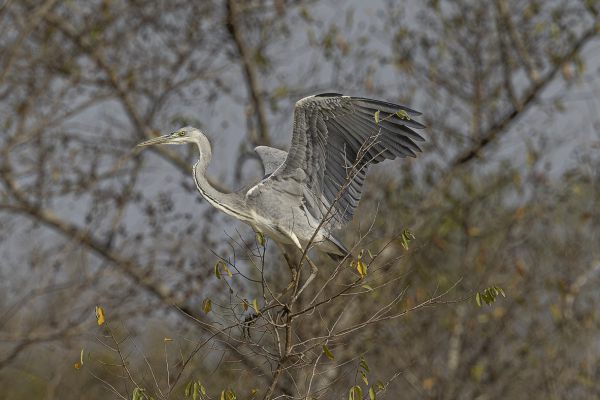 Grey Heron
