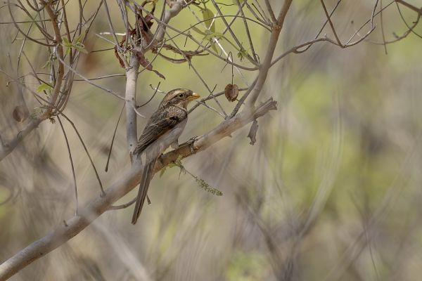 Yellow-billed Shrike