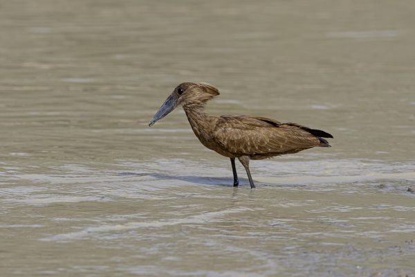 Hamerkop 