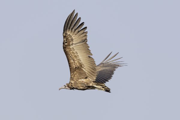 Hooded Vulture