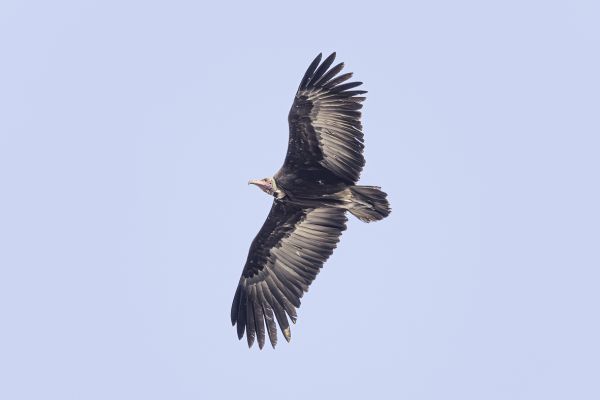 Hooded Vulture