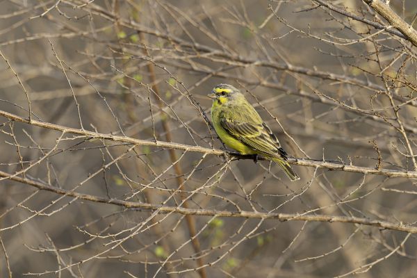 Yellow-fronted Canary
