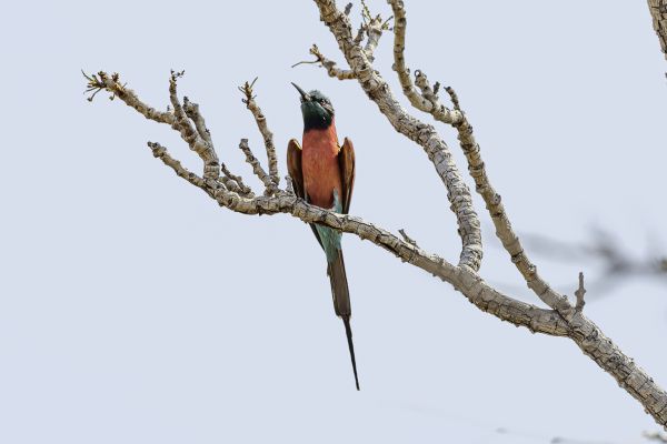 Northern Carmine Bee-eater