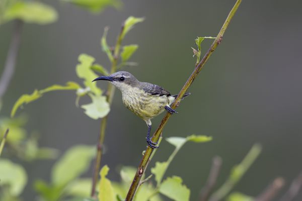 Olive-bellied Sunbird 