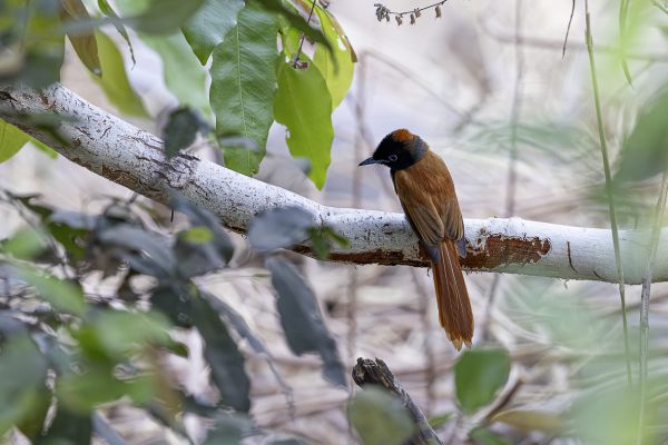 Black-headed Paradise-Flycatcher