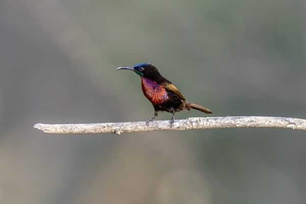Scarlet-chested Sunbird