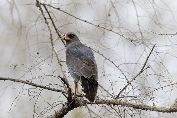 Dark Chanting-Goshawk
