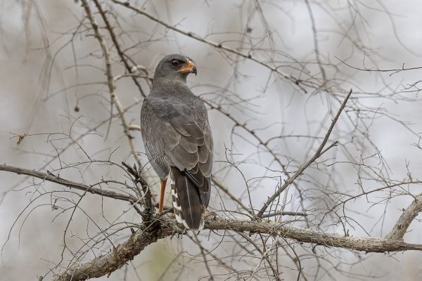 Dark Chanting-Goshawk