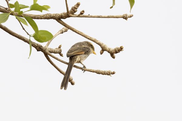 Yellow-billed Shrike
