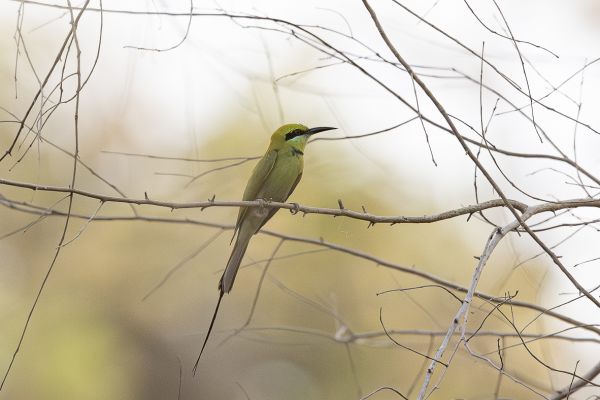 Little green bee-eater