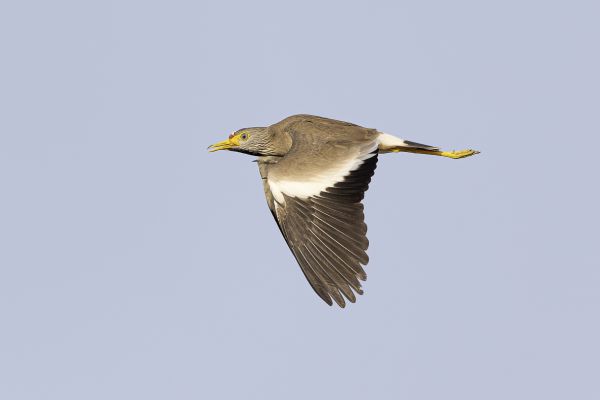 Wattled Lapwing