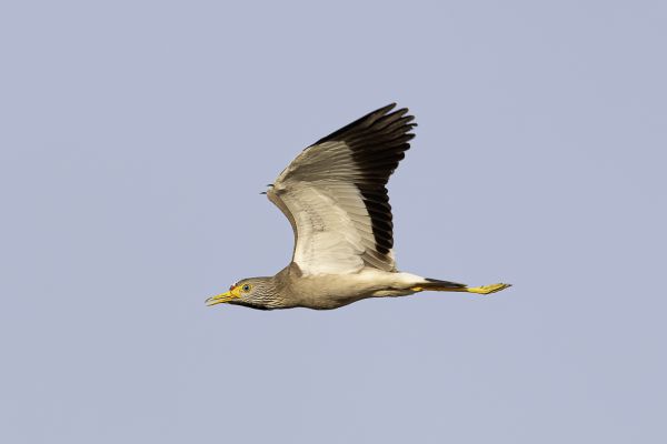 Wattled Lapwing