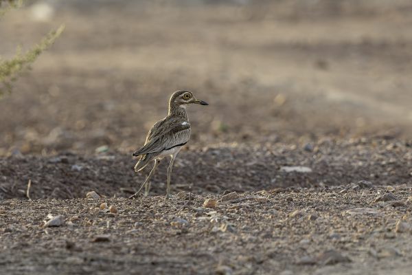 Senegal Thick-knee