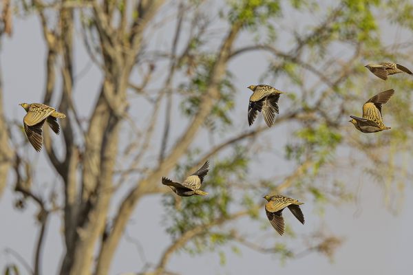 Four-banded Sandgrouse