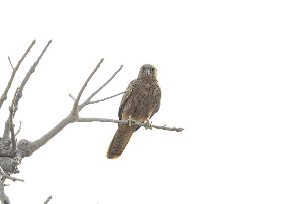 Fox Kestrel