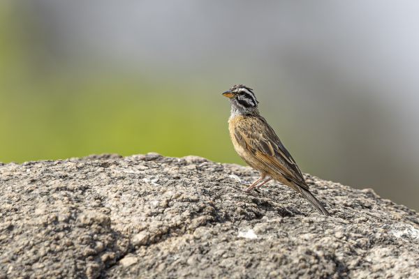Cinnamon-breasted Bunting