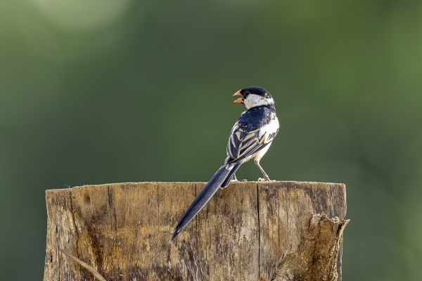 Pin-tailed Whydah
