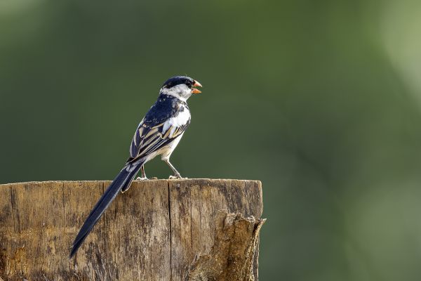 Pin-tailed Whydah