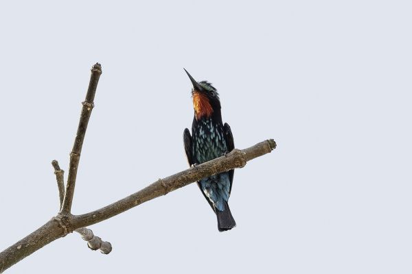 Black Bee-eater