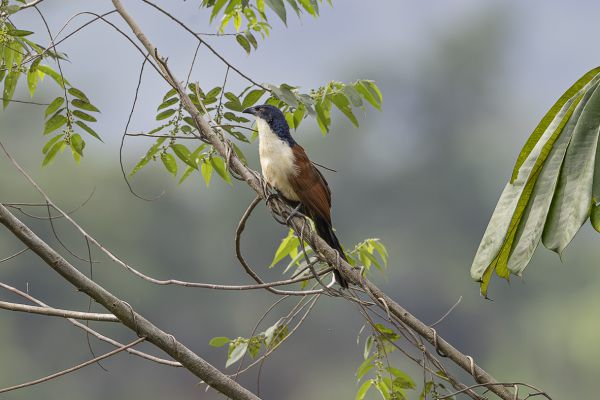 Senegal Coucal