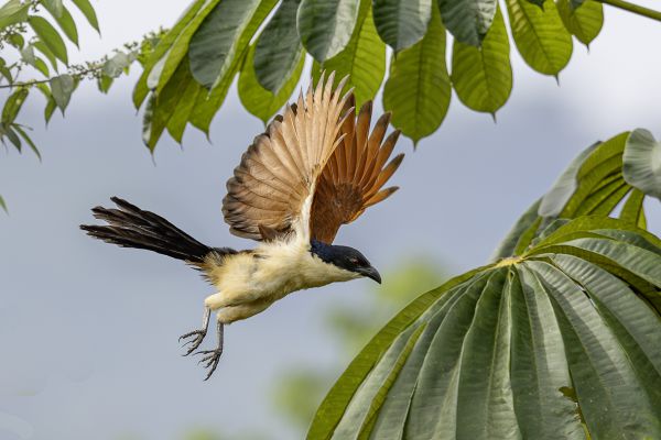 Senegal Coucal