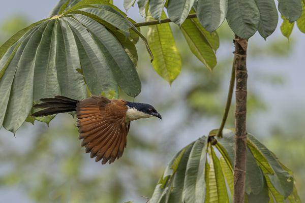 Senegal Coucal
