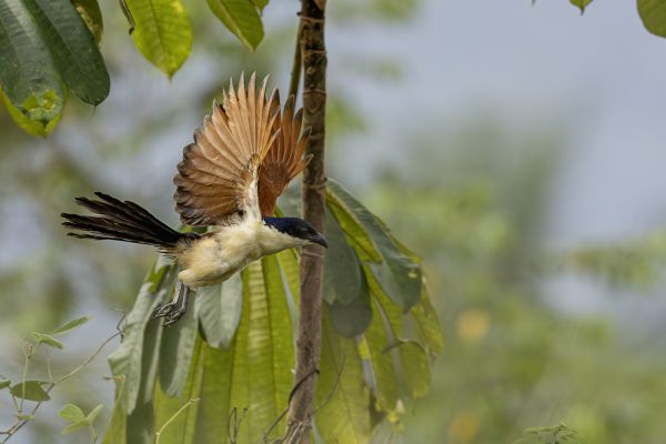 Senegal Coucal