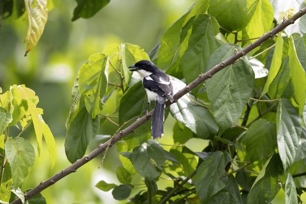 Southern fiscal 