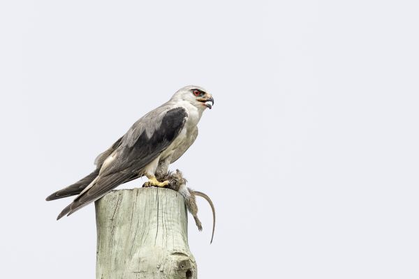 Black-shouldered Kite