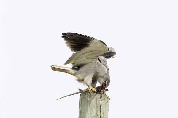 Black-shouldered Kite