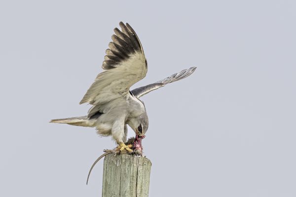 Black-shouldered Kite