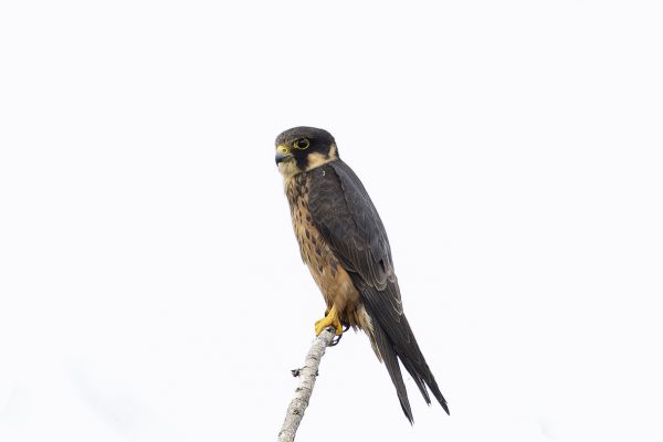 African Hobby