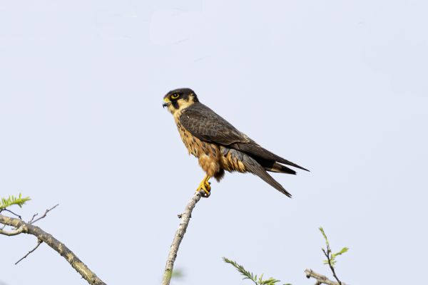African Hobby