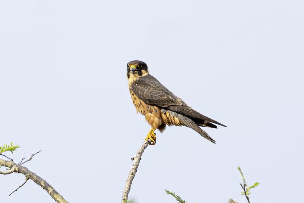 African Hobby
