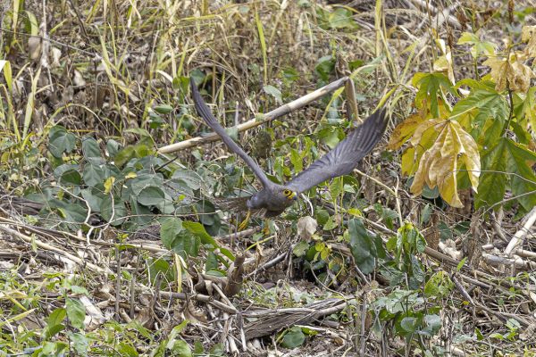 Grey Kestrel