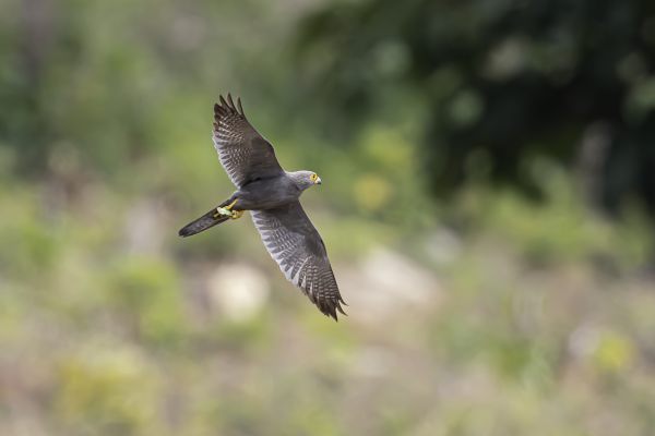 Grey Kestrel
