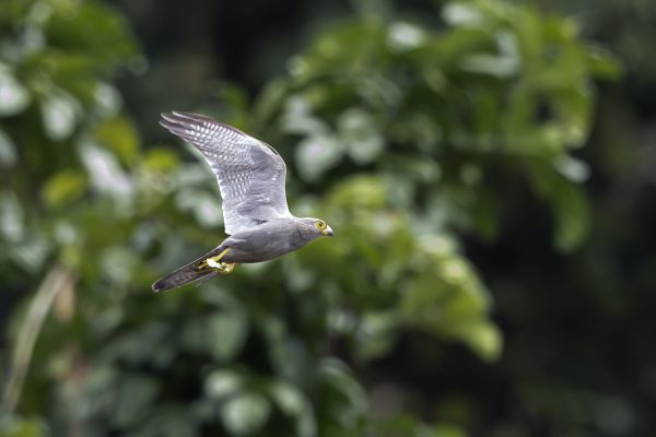 Grey Kestrel