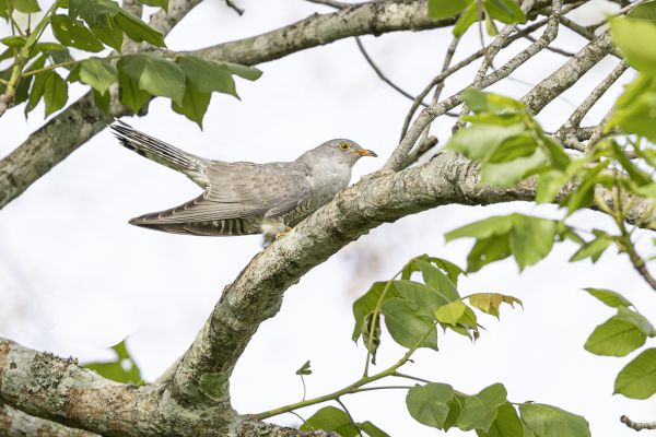 African cuckoo