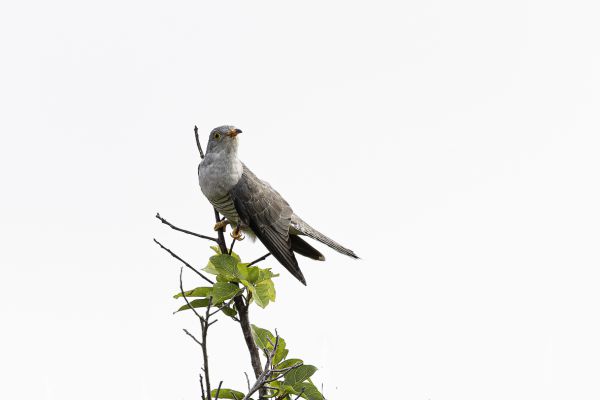 African cuckoo