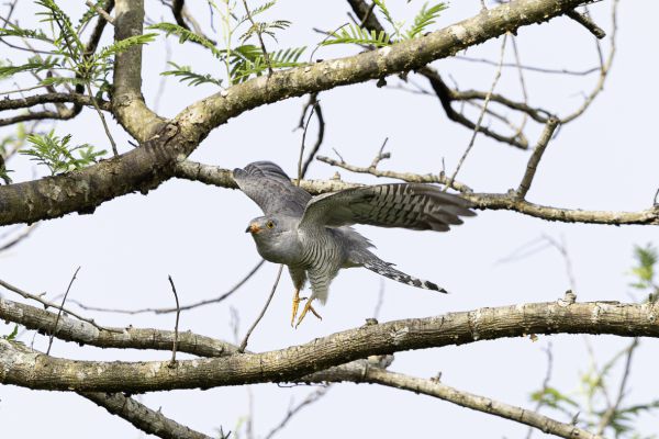 African cuckoo